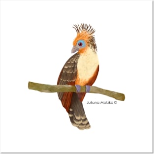 Hoatzin Bird Realistic Illustration Posters and Art